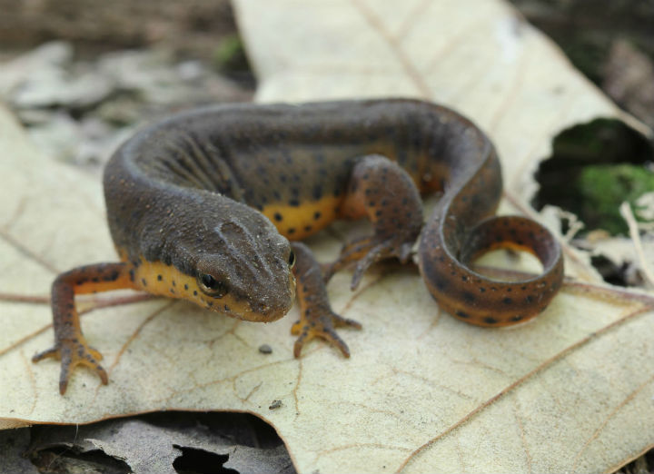 Central Newt